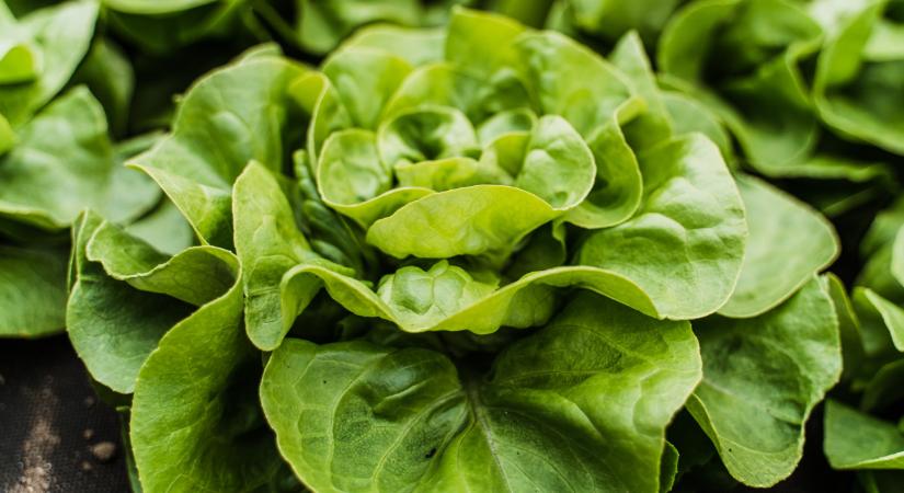 Bajban vannak azok, akik ilyen zöldséget termelnek: itt gondok adódtak