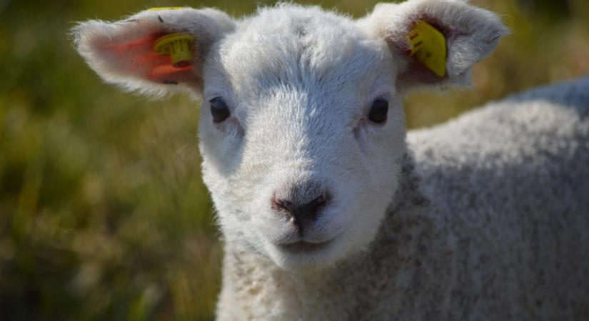 Vegyes ármozgások a báránypiacon az Európai Unióban a 6. héten