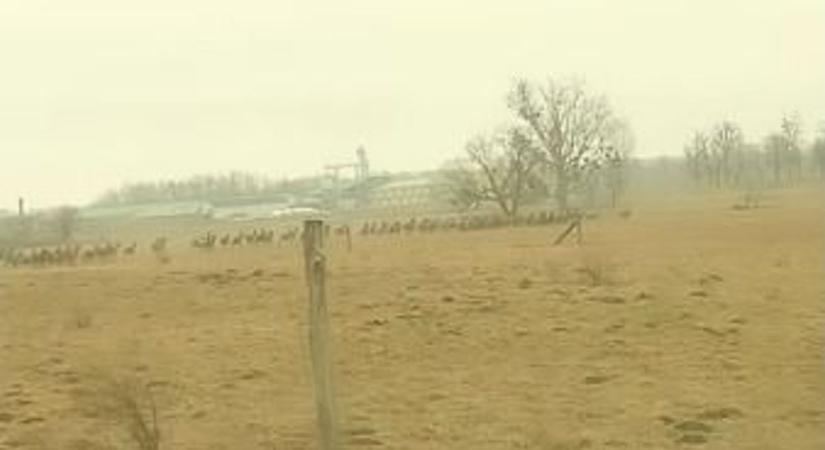 Ismét hatalmas szarvasrudli szelte át az autóutat Somogyban - videó