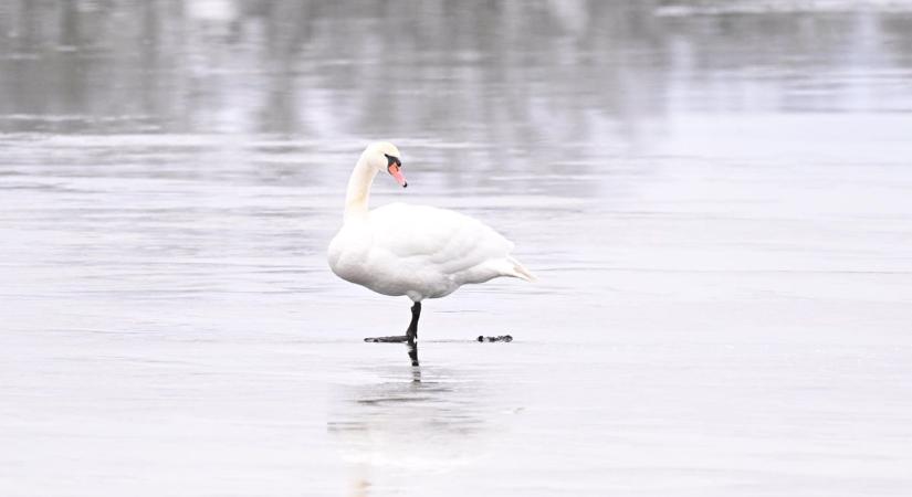 Hattyúk halála: Keszthelyen és térségében is támad a madárinfluenza