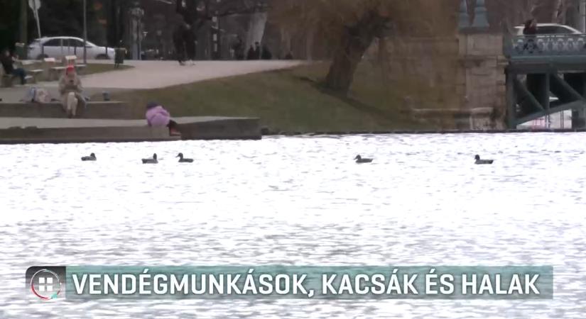 Fővárosi Önkormányzat: nem tűntek el kacsák és halak a városligeti tóból