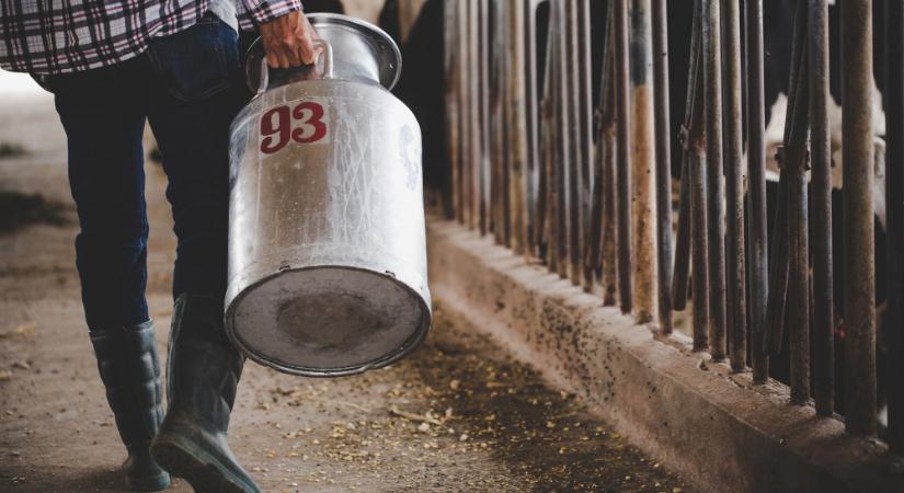 A felvásárolt tej egy részét tejporrá dolgozhatnák fel
