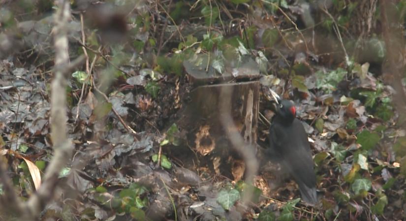 Megújul a tatai tó melletti városierdő