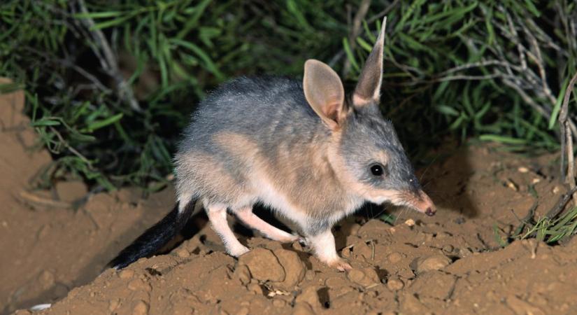 Kvíz: fogadjunk, hogy nem ismeri fel ezt a 10 különös állatot