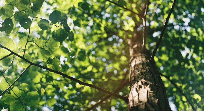 40 ezer ingyenes facsemetét osztanak szét országszerte, így lehet jelentkezni