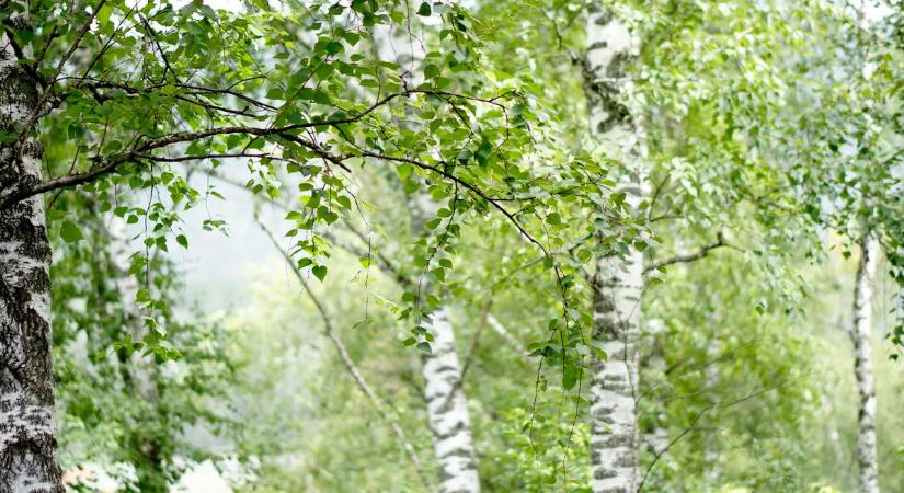 Természetes immunerősítő házilag - csak néhány hétig gyűjthető a csodaszer