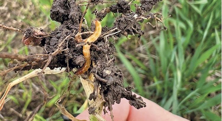 Súlyosbodó problémák a napraforgóban