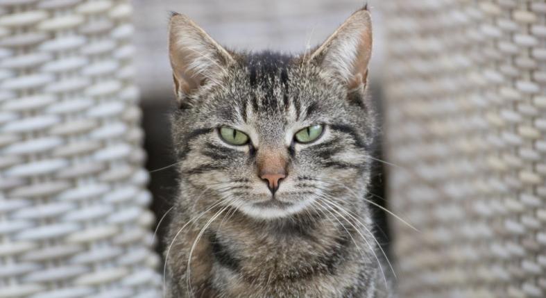 Lehetnek a macskák bosszúállók? A durcásnak tűnő viselkedés valódi oka