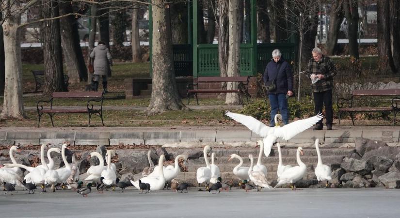 Már nincs olyan nagyobb balatoni település, ahol ne találtak volna elhullott madarat