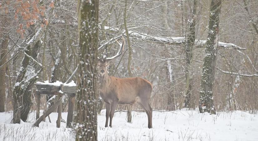 Használja ki a mai napot, mert holnap erős lehűlés jön, visszatér a téli idő!