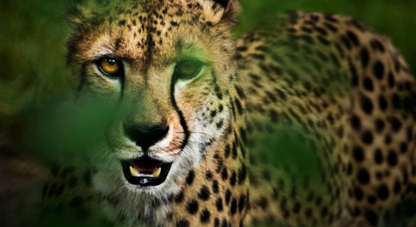 Gepárdszerű nagymacskát is lefoglaltak egy magyar családi házban