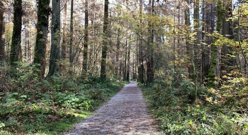 Erdőökológus: szemléletváltásra van szükség, vannak kímélőbb eljárások is, mint a tarvágás
