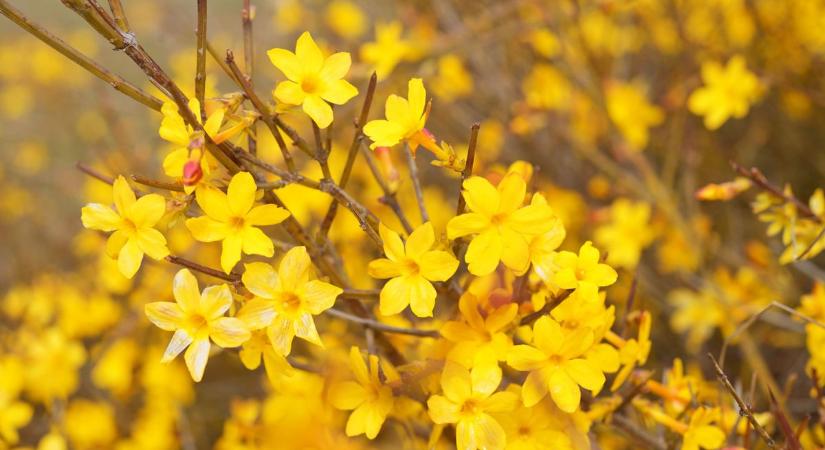 Tavaszváró téli jázminnal