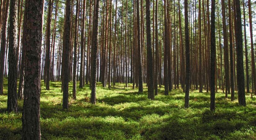 Eltűnnek az idős erdők? Figyelmeztetnek a kutatók