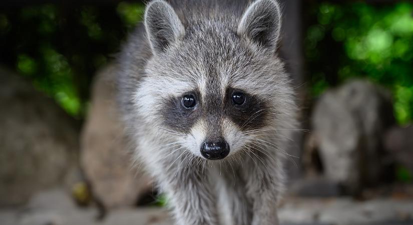 Titkos állatkertet lepleztek le Keszthelyen, egy családi házban