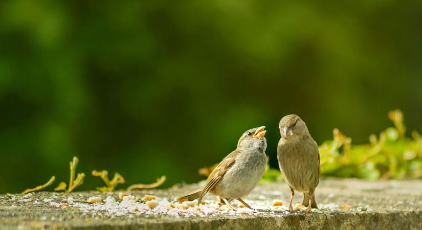 Mit csiripelnek a verebek ma? – Ezt üzeni a Valentin-napi népi megfigyelés
