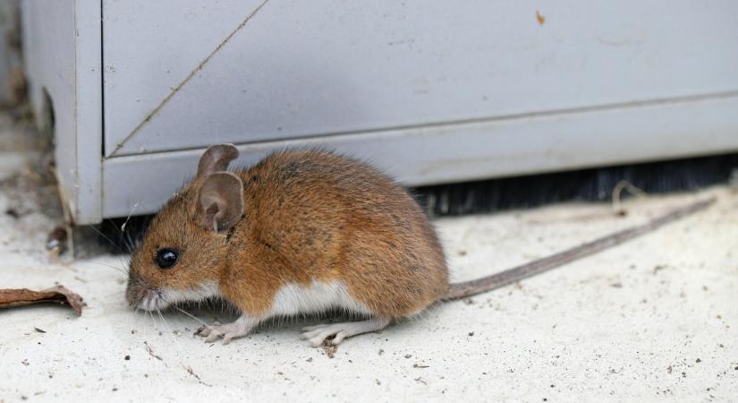 Hogyan szabaduljunk meg az egerektől otthonunkban gond nélkül? Egyetlen szag is elűzi a rágcsálókat