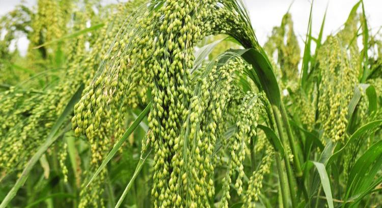 A köles nem csodanövény, de vannak előnyei