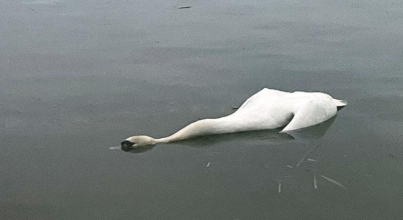 Végzetes látványt nyújtanak a hattyúk a Balatonnál