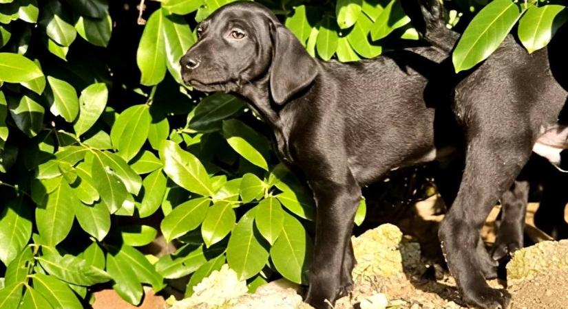 Hét fekete szívrabló gazdit keres a Szent György-hegy lábánál