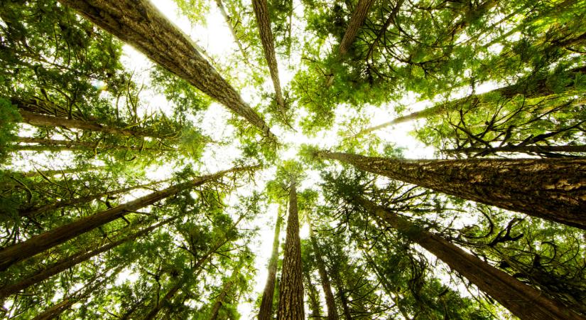 Mégis mi történik a magyar erdőkben? Tényleg szükség van erre?