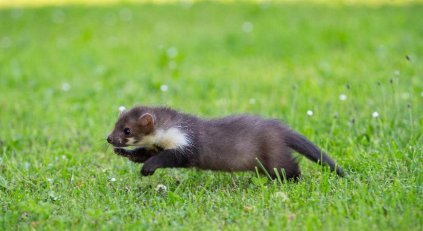 Személyiségteszt: melyik vadállatkölyköt fogadná örökbe?