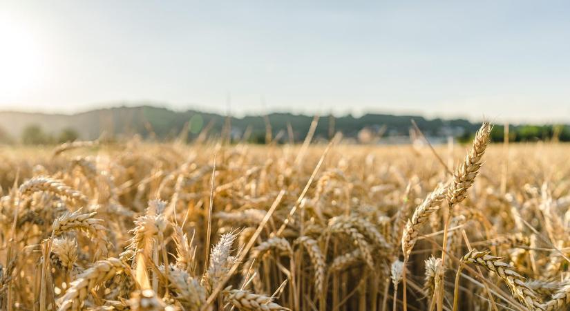 Mire számíthatunk a gabonapiacon? – 2026. februári kilátások
