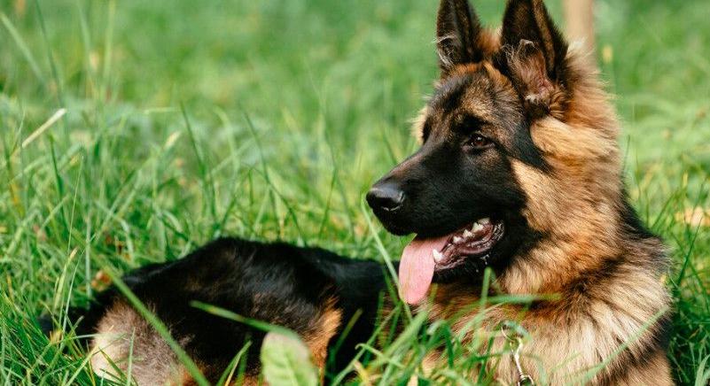 Debrecenben ismerik a gyógymódot az epilepsziára