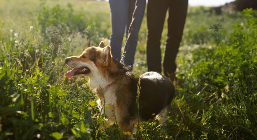 Valentin-nap a menhelyen: randira hív a Fekete István Állatvédő Egyesület