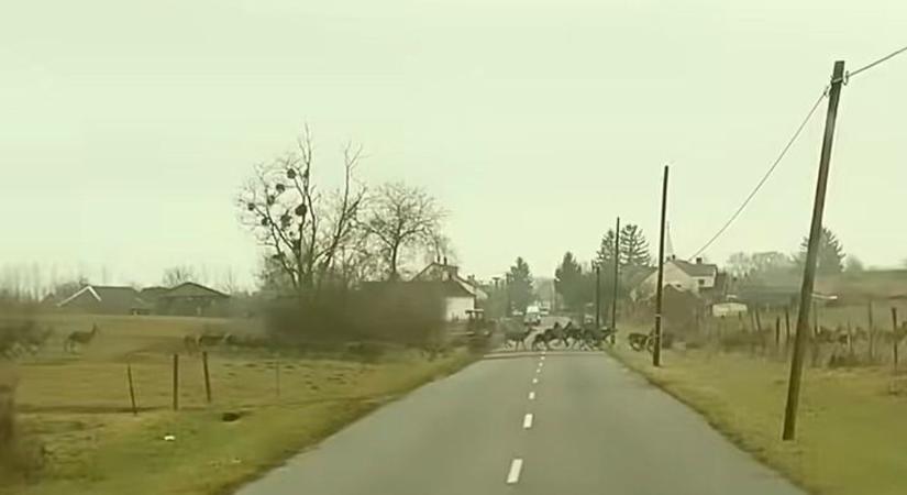 Ezt az elképesztő szarvasrudlit még Zalában is megirigyelnénk: az autós időben meg tudott állni és videót is készített