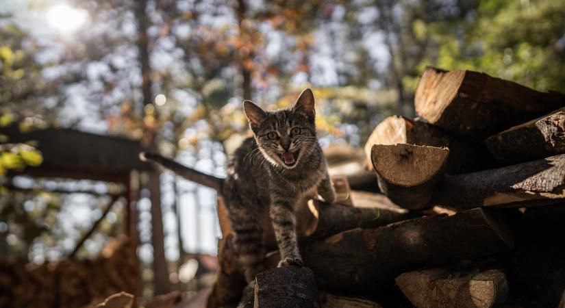 Mit csinál a macska, amikor nincs otthon?