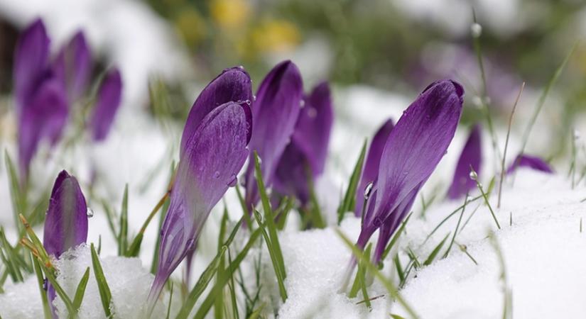 Nem a dátum számít: Így indul be a természet tavasszal
