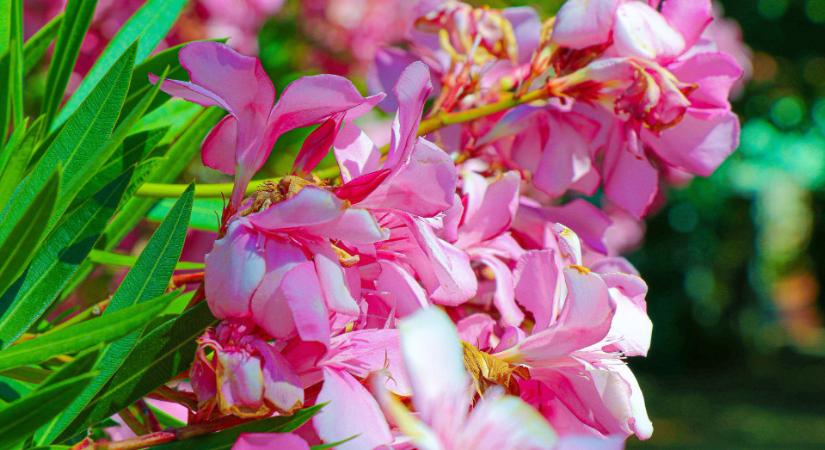 Így szoktassa vissza a leandert a kertbe a teleltetés után