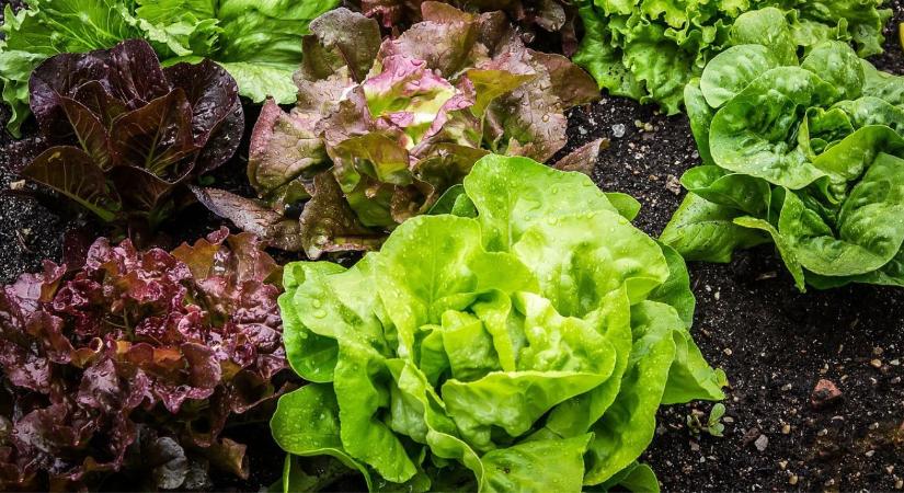 Nehéz helyzetben a salátatermelők