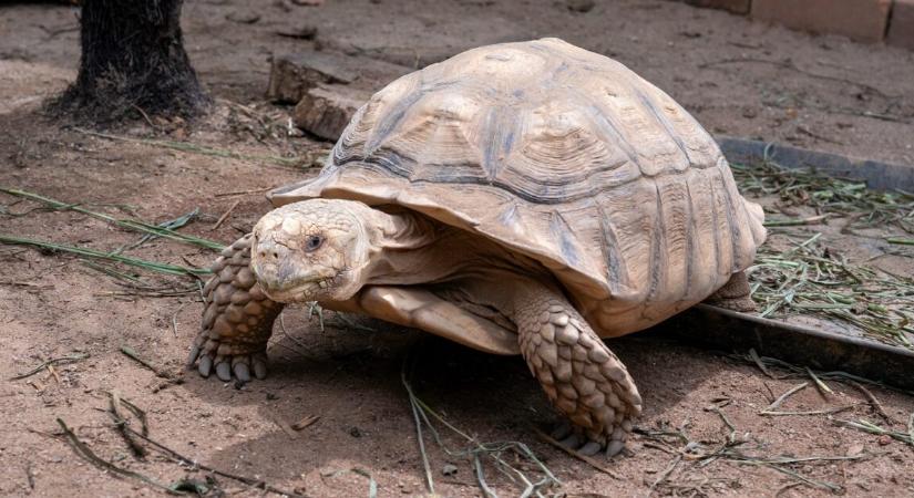 Vírusként terjed a videó – teknős menekült meg a lángoló ólból
