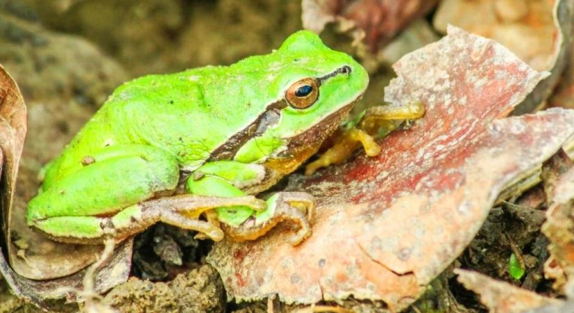 Csendes, enyhe időnk lesz szombaton