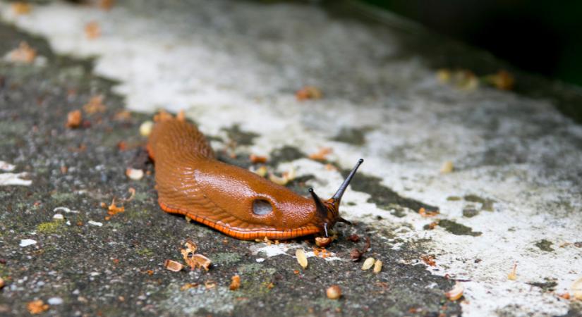 Ezekre a kártevőkre számíthat a kertben tavasszal