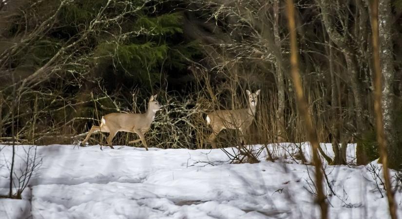 Feltúrták a frissen hantolt sírokat, őzek és gímszarvasok jelentek meg a balatonendrédi temetőben
