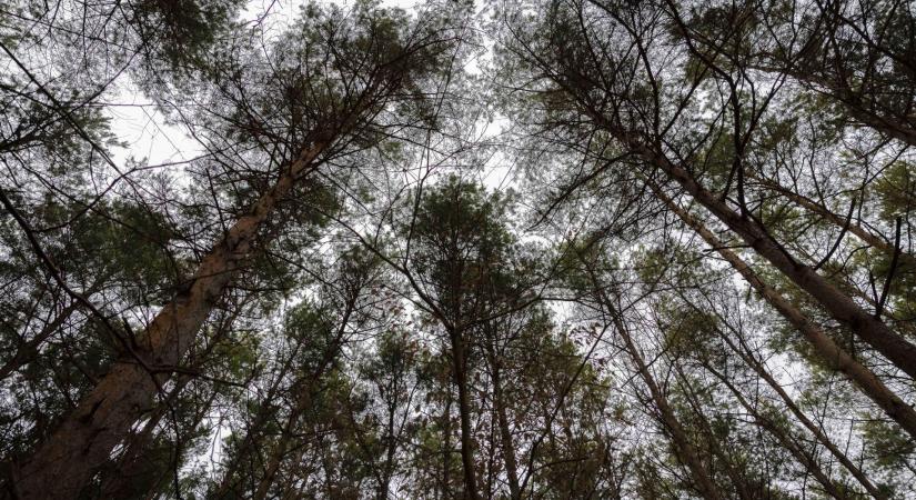 Ökológiai fejlesztés indul az Őrségi Nemzeti Park erdeiben