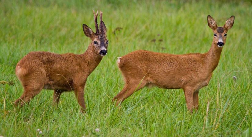 Mi változik a vadkárfelmérésben 2026-tól?
