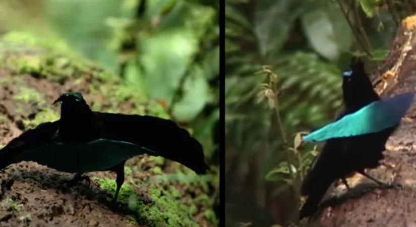 Valentin-nap a vadonban: hihetetlen, mit művelnek az állatok párzás előtt