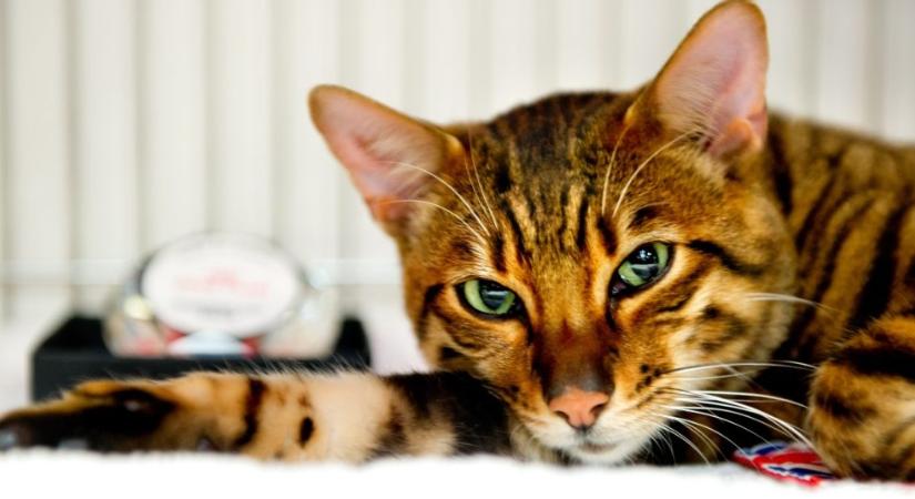 Minitigris a kanapén: 5 érdekesség a toygerről