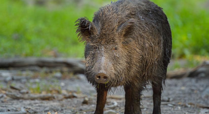 Úgy terjed a járvány, hogy újabb korlátozások jönnek ebben a térségben