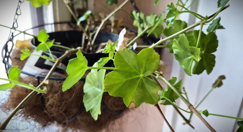 Lehet, nem tudtad, de fontos lépés februárban! Így fog pompásan virágozni a muskátli