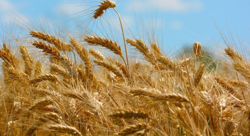 Növekvő termelés, bővülő készletek a világ gabonapiacán – Mi lesz így a hazai termelőkkel?