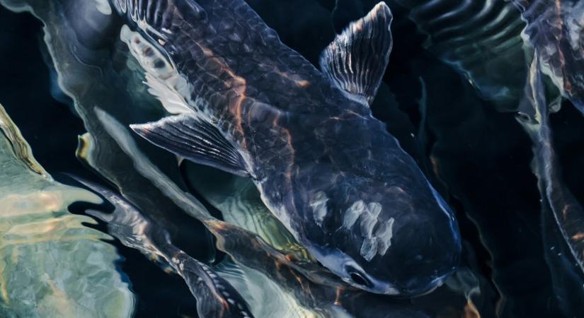 Olyan halat fogtak ki a Dunából, ami még a sokat látott horgászokat is meglepte