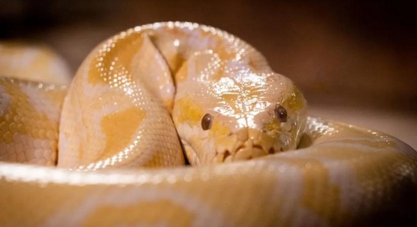 Robot nyulak kontra 6 méteres kígyók – brutális harc indul Floridában