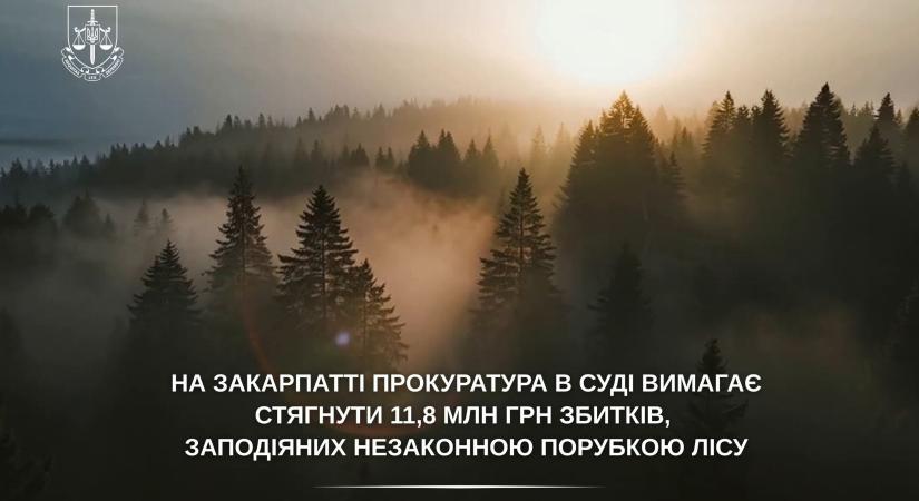 Kárpátalján az ügyészség a bíróságon 11,8 millió hrivnya kártérítést követel az illegális fakitermelés miatt