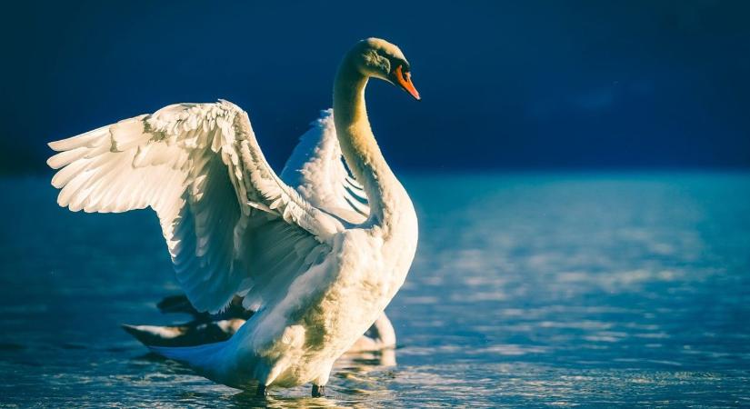 Aggasztó bejelentések érkeztek a Balaton térségéből