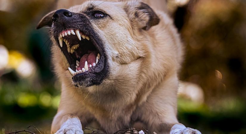 Kutyatámadás: mi a teendő, hogy ha megharapják kedvenced? Állatorvos mondja el, mit kell tenni – videóval